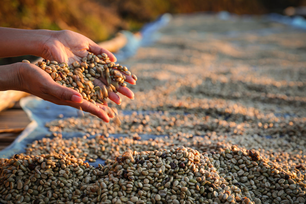Decoding Arabica vs. Robusta for Coffee Degenz Everywhere